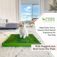 Reusable Artificial Grass Dog Toilet Mat