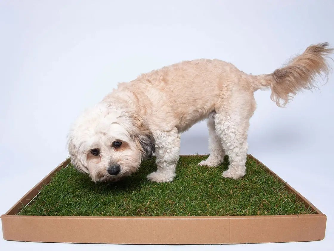 Reusable Artificial Grass Dog Toilet Mat