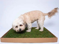 Reusable Artificial Grass Dog Toilet Mat